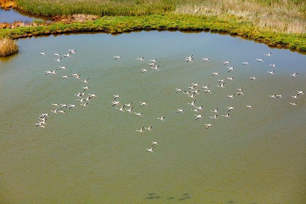 Kabas, Ali 아티스트의 Flamingos flying in wetland on the Aegean coast-Turkey작품입니다.